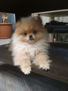 Photo №1. german spitz - for sale in the city of Eagle | 266$ | Announcement № 3470