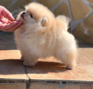 Photo №1. pomeranian - for sale in the city of Belgrade | negotiated | Announcement № 143396