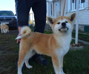 Additional photos: Chic puppies Akita Inu