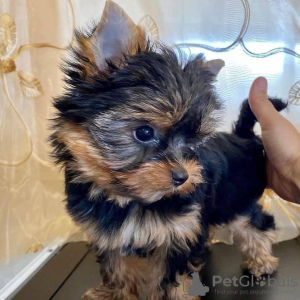 Photo №4. I will sell yorkshire terrier in the city of Los Angeles. breeder - price - 400$