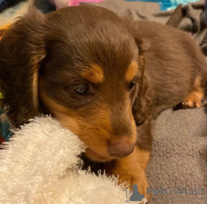 Photo №1. dachshund - for sale in the city of Флорида Сити | 400$ | Announcement № 127945