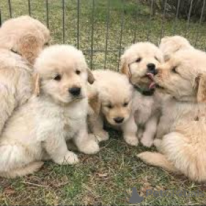 Photo №1. golden retriever - for sale in the city of Brussels | 1032$ | Announcement № 166576