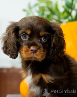 Photo №3. Meet Bentley smart, brave, and bursting with playful energy! A handsome boy with. Sweden