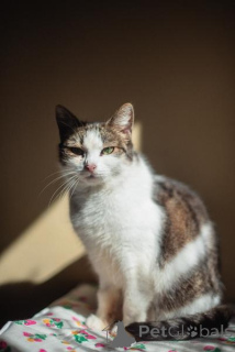 Photo №3. Charming Aria is looking for a home.. Russian Federation