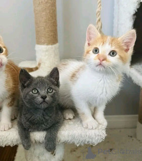 Photo №1. domestic cat - for sale in the city of Helsinki | 300$ | Announcement № 160941