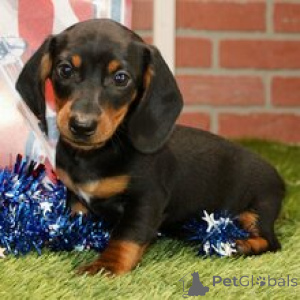 Photo №2 to announcement № 170897 for the sale of dachshund - buy in Germany from nursery