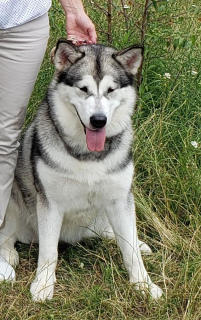 Photo №3. Alaskan malamute. Ukraine