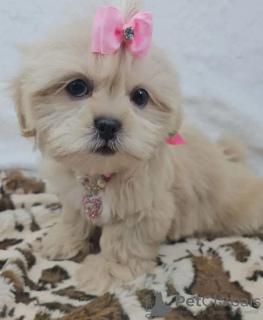 Photo №2 to announcement № 131993 for the sale of yorkshire terrier - buy in Netherlands breeder