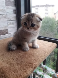 Photo №3. Scottish Fold kids from titled club parents. Russian Federation