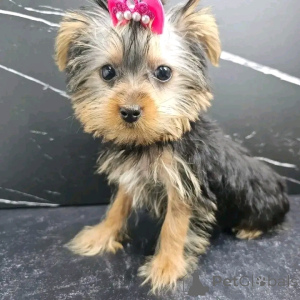 Photo №4. I will sell yorkshire terrier in the city of Barcelona. breeder - price - 329$