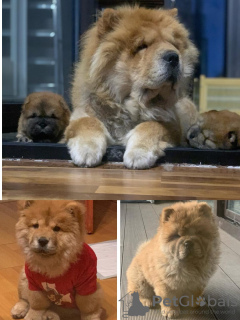 Photo №4. I will sell chow chow in the city of Almaty. private announcement, breeder - price - negotiated