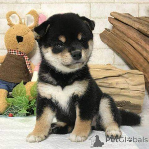 Photo №4. I will sell shiba inu in the city of Berlin. breeder - price - 282$