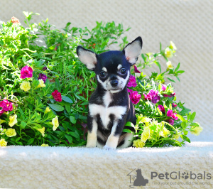 Photo №1. chihuahua - for sale in the city of Москва | 674$ | Announcement № 7433