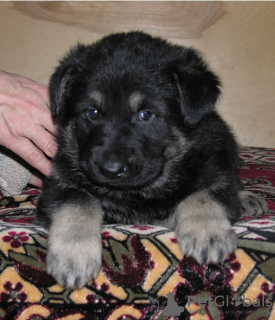 Photo №2 to announcement № 7962 for the sale of east-european shepherd - buy in Russian Federation from nursery