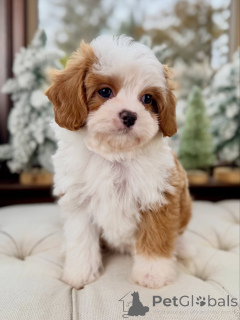 Photo №4. I will sell cavalier king charles spaniel in the city of Bad Kreuznach. private announcement - price - negotiated