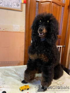 Photo №3. Miniature/small poodle puppies (shen) boys 7 months. Russian Federation