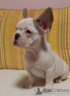 Photo №1. french bulldog - for sale in the city of Čukarica | negotiated | Announcement № 111246