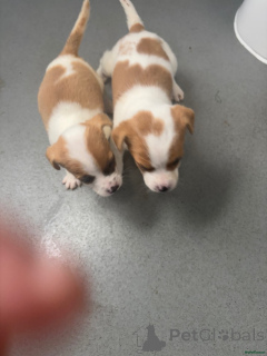 Photo №3. Jack Russell Welpen... WhatsApp 44 7453 907158. Germany