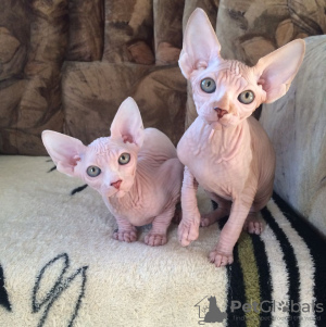 Photo №1. sphynx cat - for sale in the city of Ghalilah | Is free | Announcement № 9951