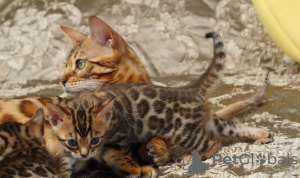 Photo №1. bengal cat - for sale in the city of Indio | 400$ | Announcement № 95828