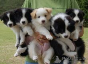 Photo №1. border collie - for sale in the city of Enköping | negotiated | Announcement № 55348