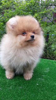 Photo №1. pomeranian - for sale in the city of Kharkov | negotiated | Announcement № 2325