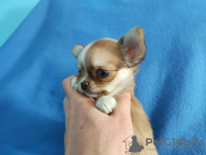 Photo №1. chihuahua - for sale in the city of Munich | 269$ | Announcement № 105053