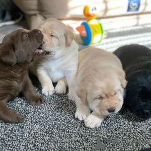 Photo №2 to announcement № 168241 for the sale of labrador retriever - buy in Luxembourg private announcement