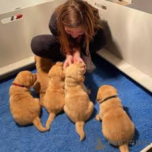Photo №1. golden retriever - for sale in the city of Vienna | 1032$ | Announcement № 165413