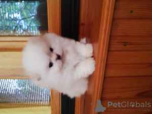 Photo №2 to announcement № 54267 for the sale of pomeranian - buy in Ukraine private announcement