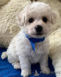 Photo №2 to announcement № 25984 for the sale of bichon frise - buy in Russian Federation private announcement, from nursery, breeder