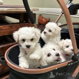 Photo №2 to announcement № 165594 for the sale of maltese dog - buy in Netherlands private announcement, breeder