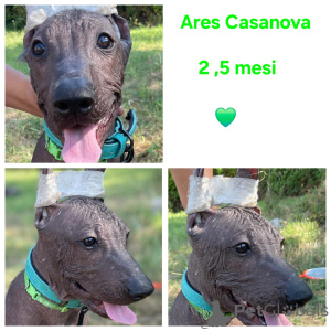 Photo №4. I will sell mexican hairless dog in the city of Balchik. breeder - price - negotiated