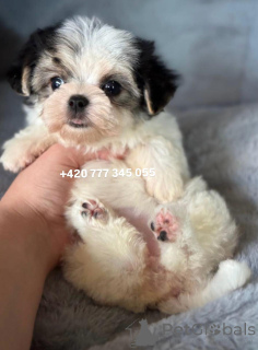Photo №4. I will sell maltipu in the city of Дрезден. breeder - price - 1035$
