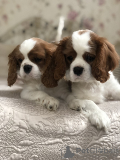 Photo №4. I will sell cavalier king charles spaniel in the city of Minsk. private announcement - price - 800$