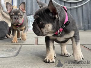 Photo №3. Bulldogge Welpen zu verkaufen. Austria