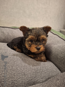 Photo №2 to announcement № 158151 for the sale of beaver yorkshire terrier, yorkshire terrier - buy in Latvia private announcement, from nursery