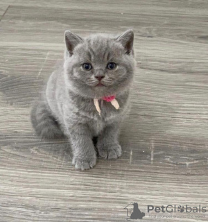 Photo №1. british shorthair - for sale in the city of Greensboro | 300$ | Announcement № 87602