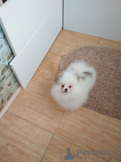 Photo №1. pomeranian - for sale in the city of Minsk | 300$ | Announcement № 29460