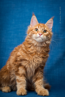 Photo №4. I will sell maine coon in the city of Kremenchug. breeder - price - 650$