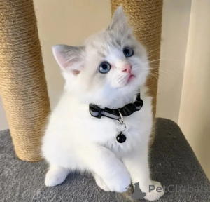 Photo №1. ragdoll - for sale in the city of Palma | negotiated | Announcement № 176423