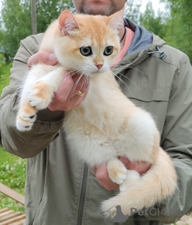 Photo №4. I will sell british shorthair in the city of Cherepovets. from nursery - price - negotiated