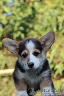 Photo №4. I will sell welsh corgi in the city of Taganrog. from nursery, breeder - price - Is free