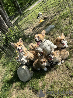 Photo №1. welsh corgi - for sale in the city of Regensburg | 100$ | Announcement № 129610