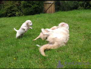 Photo №2 to announcement № 132186 for the sale of  - buy in Switzerland 