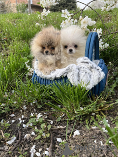 Additional photos: Pomeranian puppies of the highest pedigree