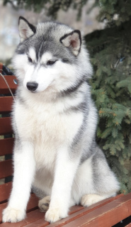 Photo №2 to announcement № 2220 for the sale of siberian husky - buy in Russian Federation private announcement, from nursery, breeder