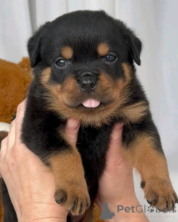 Photo №3. Los cachorros de Rottweiler están actualmente listos para nuevos hogares.. Germany