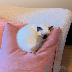 Photo №2 to announcement № 175097 for the sale of ragdoll - buy in Germany breeder