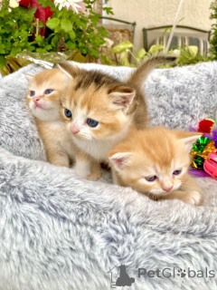 Photo №1. scottish fold - for sale in the city of Long Beach | 280$ | Announcement № 140155